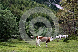 Idyllic landscape in the Alps with cows grazing in fresh green m