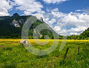 Idyllic landscape in the Alps with cows grazing in fresh green meadows, Ettal and Oberammergau, Bavaria, Germany