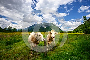 Idyllic landscape in the Alps with cows grazing in fresh green meadows, Ettal and Oberammergau, Bavaria, Germany photo