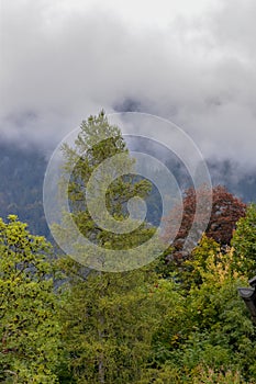 Idyllic landscape in the Alps with fresh green meadows and blooming flowers.