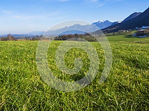 Idyllic landscape in the Alps with fresh green meadows and blooming flowers