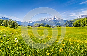 Idyllic landscape in the Alps with green meadows and flowers