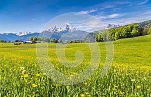 Idyllic landscape in the Alps with green meadows and flowers