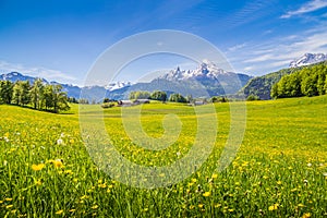 Idyllic landscape in the Alps with green meadows and flowers