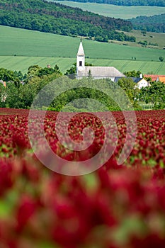 Idyllic landscape and a flowering crimson clover farmland