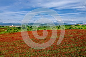 Idyllic landscape and a flowering crimson clover farmland