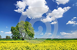 Idyllic landscape, lonely chestnut tree among fields