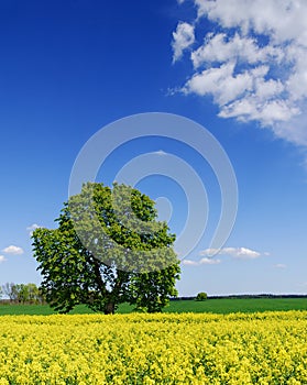 Idyllic landscape, lonely chestnut tree among fields