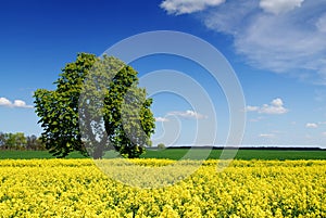 Idyllic landscape, lonely chestnut tree among fields