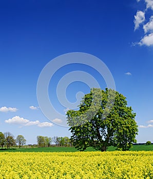 Idyllic landscape, lonely chestnut tree among fields