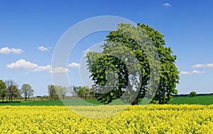 Idyllic landscape, lonely chestnut tree among rape fields