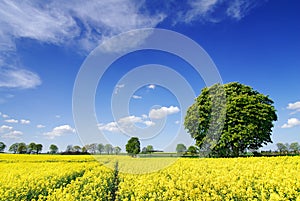 Idyllic landscape, lonely chestnut tree among rape fields