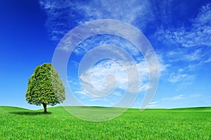 Idyllic landscape, lonely tree among green fields