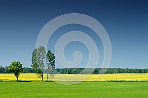 Idyllic landscape, lonely tree among green fields