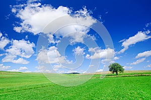 Idyllic landscape, lonely tree among green fields