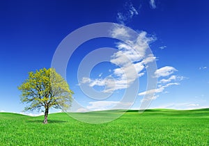 Idyllic landscape, lonely tree among green fields