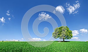Idyllic landscape, lonely tree among green fields