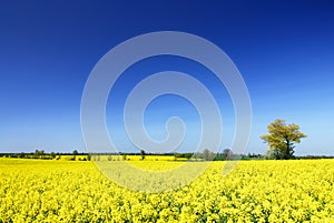 Idyllic landscape, lonely tree among yellow fields