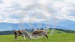 Idyllic landscape in the mountains with cows grazing in fresh green meadows. Agriculture concept