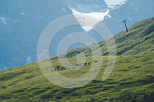 Idyllic landscape in the mountains with cows grazing in fresh green meadows between blooming flowers, typical farmhouses