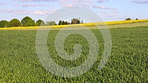 Idyllic landscape of rural fields with growing young grain and blooming yellow oilseed rape. The blue sky, single clouds, the hori