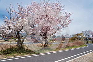 Idyllic landscape of sakura flower blossom road in Arashiyama, Kyoto, Japan
