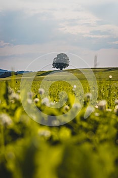 Idyllic landscape scenery in summer: Tree and green meadow, blue sky