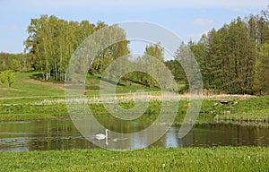 Idyllic landscape with the swan photo
