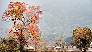 Idyllic landscape of tall golden trees in autumn foliage in Hongcun, China