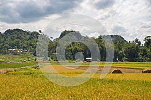 Idyllic landscape in Tana Toraja