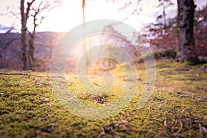 Idyllic landscape in the timberland, outdoors, sunshine