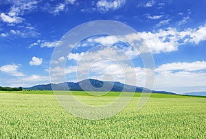 Idyllic landscape, view of green fields and blue sky