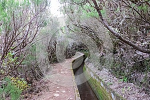 Rabacal - Idyllic Levada walk in ancient subtropical Laurissilva forest of Rabacal, Madeira island, Portugal, Europe photo