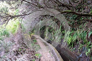 Rabacal - Idyllic Levada walk in ancient subtropical Laurissilva forest of Rabacal, Madeira island, Portugal, Europe photo