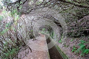 Rabacal - Idyllic Levada walk in ancient subtropical Laurissilva forest of Rabacal, Madeira island, Portugal, Europe photo