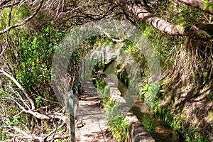 Rabacal - Idyllic Levada walk in ancient subtropical Laurissilva forest of Rabacal, Madeira island, Portugal, Europe photo