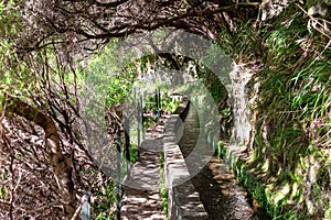 Rabacal - Idyllic Levada walk in ancient subtropical Laurissilva forest of Rabacal, Madeira island, Portugal, Europe photo