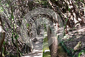 Rabacal - Idyllic Levada walk in ancient subtropical Laurissilva forest of Rabacal, Madeira island, Portugal, Europe photo