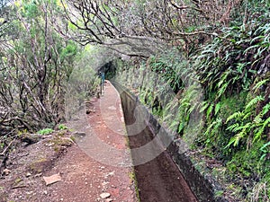 Rabacal - Idyllic Levada walk in ancient subtropical Laurissilva forest of Rabacal, Madeira island, Portugal, Europe photo