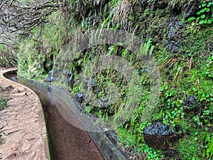 Rabacal - Idyllic Levada walk in ancient subtropical Laurissilva forest of Rabacal, Madeira island, Portugal, Europe photo