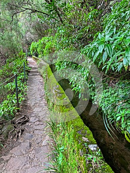 Rabacal - Idyllic Levada walk in ancient subtropical Laurissilva forest of Rabacal, Madeira island, Portugal, Europe photo