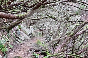 Rabacal - Idyllic Levada walk 25 Fontes in old subtropical Laurissilva forest of Rabacal, Madeira island, Portugal photo