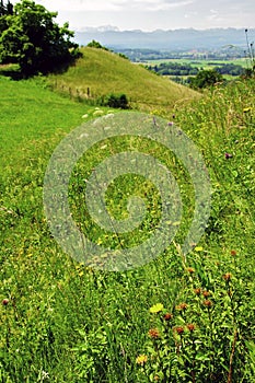 Idyllic Meadow in the Alpine Upland