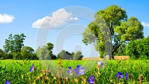 Idyllic meadow at nice weather