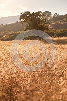 Idyllic Meadow and Oak Tree at sunset