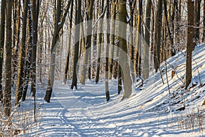 An idyllic midwinter scene in the Dutch forests in the rolling hills landscape in the south of Limburg