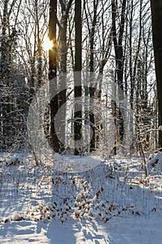 An idyllic midwinter scene in the Dutch forests in the rolling hills landscape in the south of Limburg