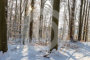 An idyllic midwinter scene in the Dutch forests in the rolling hills landscape in the south of Limburg