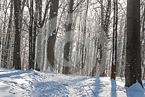 An idyllic midwinter scene in the Dutch forests in the rolling hills landscape in the south of Limburg