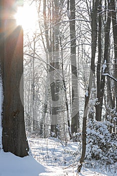 An idyllic midwinter scene in the Dutch forests in the rolling hills landscape in the south of Limburg
